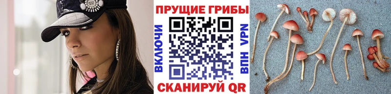 сайты даркнета телеграм  Меленки  Галлюциногенные грибы Psilocybine cubensis  сколько стоит 